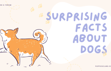 SurprIsIng Facts About Dogs