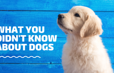 What You Didn't Know About Dogs