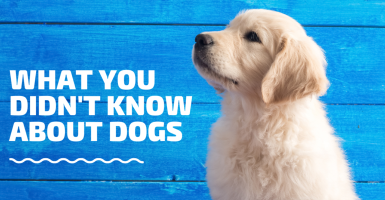 What You Didn't Know About Dogs