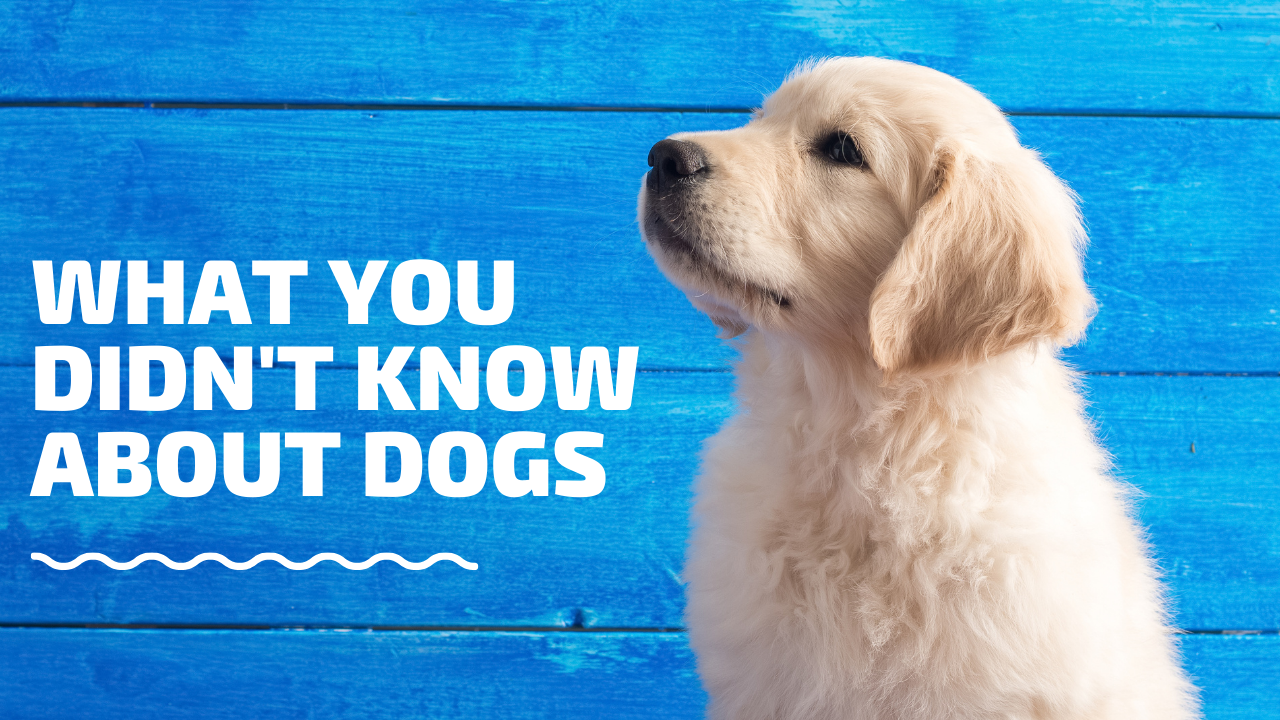 What You Didn't Know About Dogs