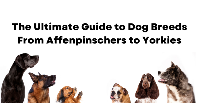 The Ultimate Guide to Dog Breeds: From Affenpinschers to Yorkiesa