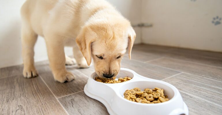 Feeding dogs